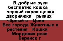 В добрые руки бесплатно,кошка,2.5черный окрас,щенки дворняжки,3 рыжих 1 чёрный,с › Цена ­ - - Все города Животные и растения » Кошки   . Мордовия респ.,Саранск г.